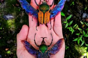 Самые необычные жуки