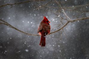 Северный кардинал птица