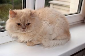 Персидский кот персикового цвета