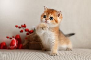 Милый рыжий котенок