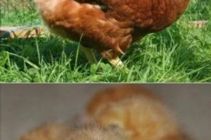 Суточные цыплята ломан браун