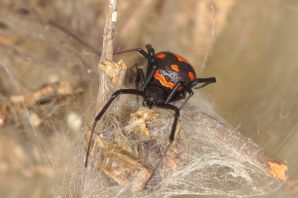 Астраханские ядовитые пауки
