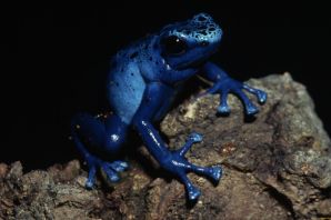 Синяя жаба