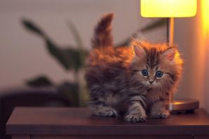 Котики милые пушистые