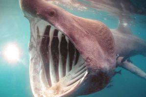 Самая гигантская акула в мире