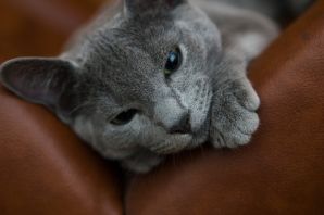 Голубые кошки породы