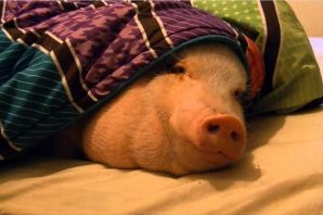 Свинья в кровати