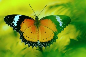 Бабочки краснодарского края