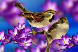 Весенние певчие птицы