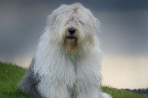 Большая белая лохматая собака