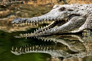 Отряд крокодилов