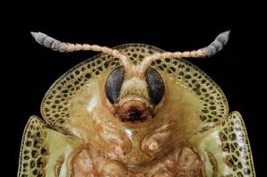 Майский жук под микроскопом