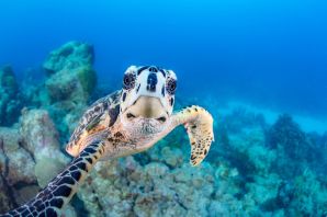 Черепахи атлантического океана
