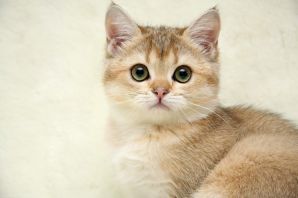 Кот британец персиковый