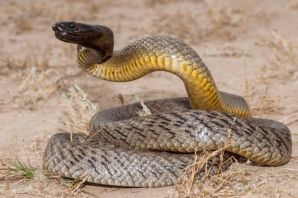 Самая ядовитая змея в мире тайпан