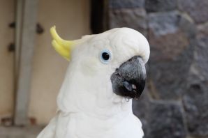 Породы больших попугаев