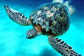 Подводный мир черепахи