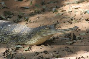Гангский крокодил
