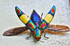 Самая редкая бабочка на планете