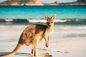Австралия кенгуру в городе