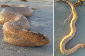 Атака морской змеи