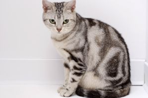 Британский кот табби