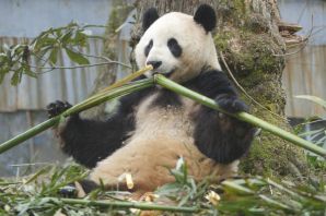 Бамбуковая панда