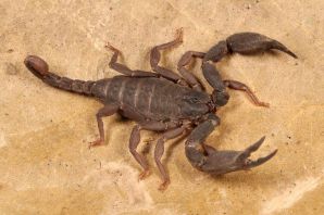 Толстохвостый скорпион