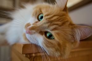 Рыжий котенок с голубыми глазами