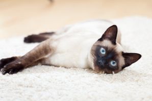 Бурманская кошка с голубыми глазами