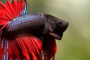 Сиамский петушок аквариумная рыбка