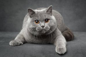 Британская короткошерстная кошка окрасы
