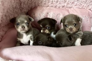 Чихуахуа щенки новорожденные