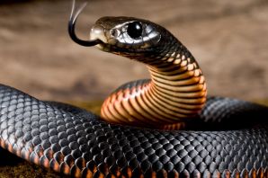 Черные змеи африки