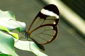 Бабочка стеклянница мимикрия