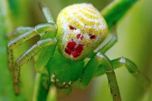 Большой зеленый паук