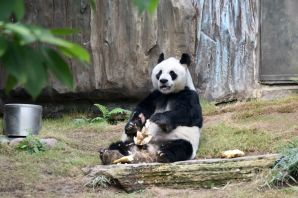 Самая большая панда в мире