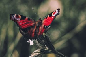 Бабочки тюменской области