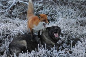 Щенок волка и лисы