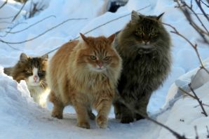 Норвежская лесная кошка котята