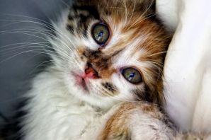 Самые красивые котята в мире
