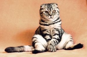 Шотландская вислоухая кошка мраморный окрас