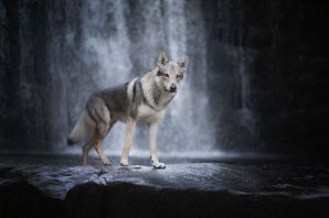 Волчак порода собак