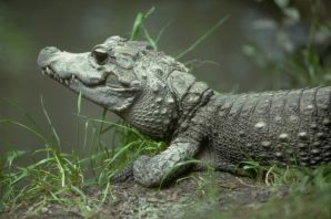 Карликовый африканский крокодил