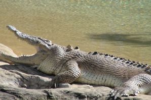 Крокодилы в черном море