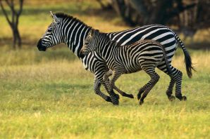 Полосатая зебра