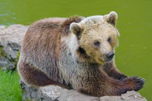Гобийский медведь