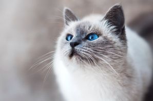 Кот с голубыми глазами порода
