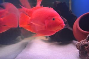 Попугай красный рыбка аквариумная