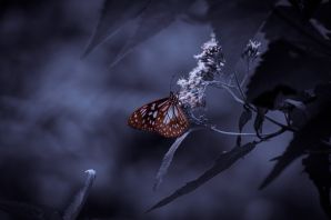 Мертвая бабочка